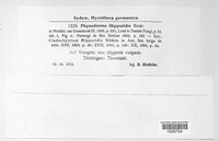 Physoderma hippuridis image